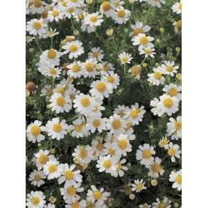  Close Up of German Chamomile in a Field (Matricaria 