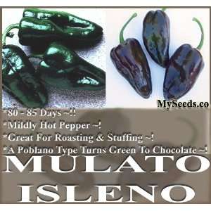  20 MULATO ISLENO Pepper ~ HOT Pepper seeds poblano type 