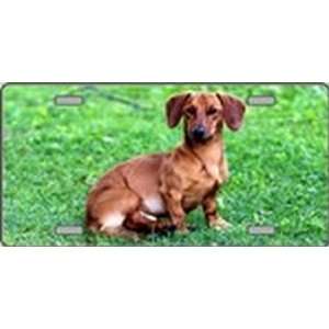 Dachshund Dog Pet Novelty License Plates Full Color Photography 