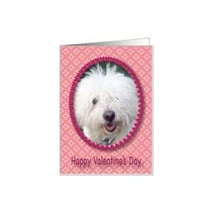  Valentines Day / Coton de Tulear Dog Card Health 