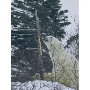  Polar Bear Eats the Bark Off of a Tree in a Snowy 