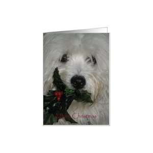  Merry Christmas  Coton Dog with Holly Card Health 