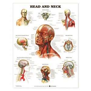 Head and Neck Anatomy Chart  Industrial & Scientific