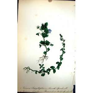   C1880 Smooth Speedwell Procumbent Field Flowers Colour