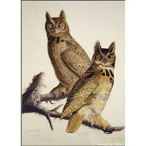  Great Horned Owl