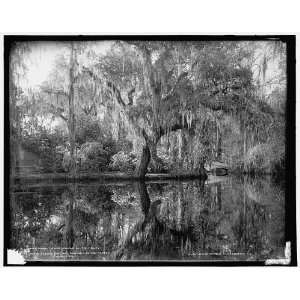  Across the lake,Magnolia on the Ashley i.e. Magnolia 