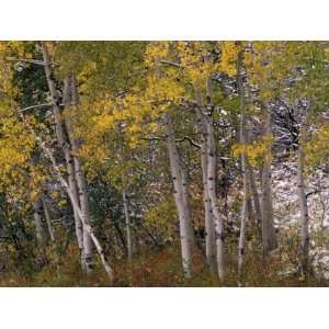  Fall Colors on Aspen Trees, Maroon Bells, Snowmass 