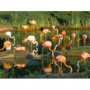 Flamingoes, Marwell Zoo, Hampshire, England, United Kingdom Giclee 