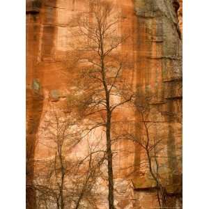  Solitary Tree in Front of Red Rock Canyon Walls at Oak Creek Canyon 