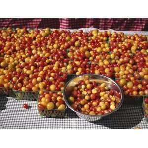  Tomatoes on a Table at Farmers Market, San Pedro 