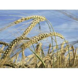 Wheat Husks Ready for Harvest, St. Austell, Cornwall, England, United 