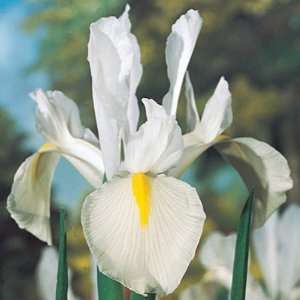  Dutch Iris Bulbs Excelsior Patio, Lawn & Garden