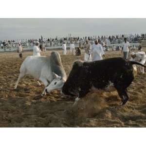  Two Big Bulls Lock Heads in a Sanded Arena in the Omani 