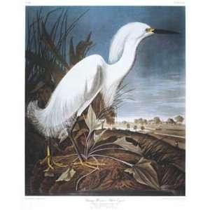    John James Audubon   Snowy Heron or White Egret