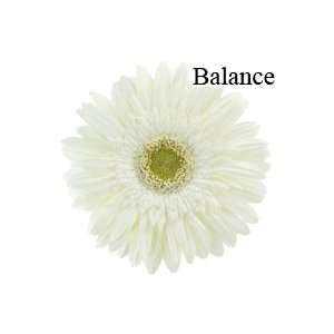  Balance White Gerbera Daisies   72 Stems Arts, Crafts 