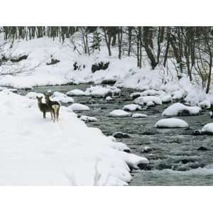 Sika Deer on the Snowy Banks of a River in Shiretoko National Park 