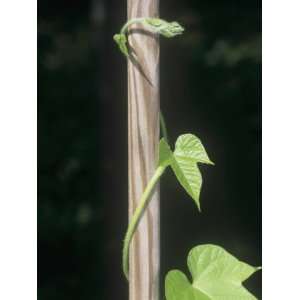 Twining Stem of a Morning Glory Plant, an Example of Thigmotropism 