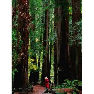  Forest of Redwood Trees, Muir Woods National Monument 