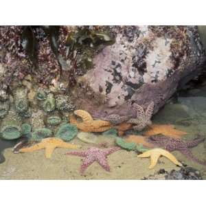  Giant Green Anemones and Ochre Sea Stars, Cape Kiwanda 