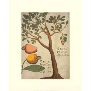 Cashew Tree   Poster by Michael Boym (16 x 20)