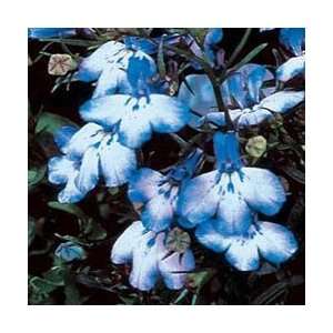  200 BLUE SPLASH LOBELIA Regatta Erinus Flower Seeds Patio 