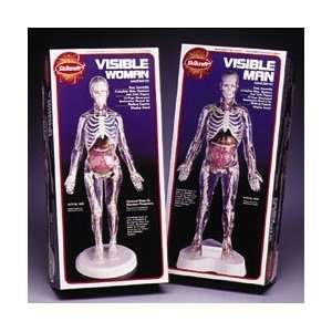  Human Body Model   Visible Man Toys & Games