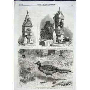   Lyre Bird RegentS Park Battersea Park Fountain 1867