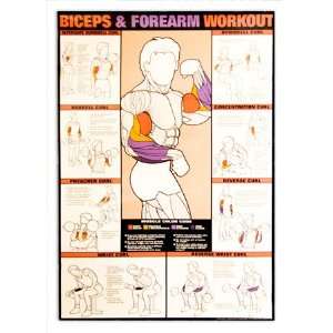  Biceps & Forearm Workout 24 X 36 Laminated Chart