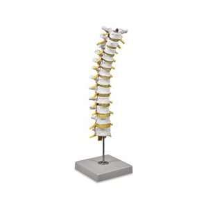  Thoracic Spinal Column
