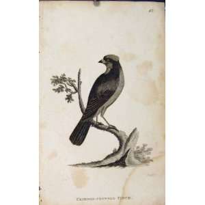  Bird Art Crimson Crowned Finch Antique Print Old Animal 
