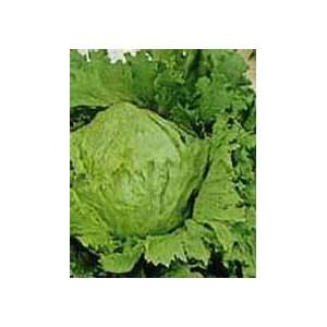 Great Lakes 118 Heading Lettuce Seed   2g Seed Packet 
