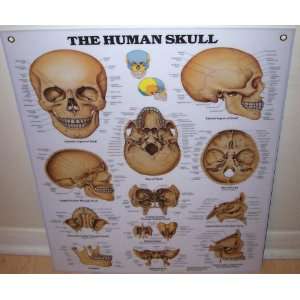  The Human Skull Anatomical Wall Chart 