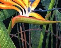 Bird of Paradise Tropical Flower Floral Hawaiian Hawaii Rattan Frame 