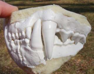 Cougar mountain lion jaws teeth cast taxidermy replica  