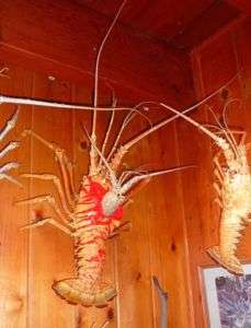 Lobsters, Shellfish, Crabs, Florida Lobster Taxidermy  