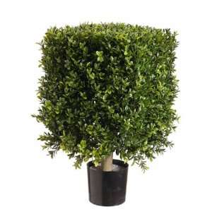  21 Square Boxwood Topiary