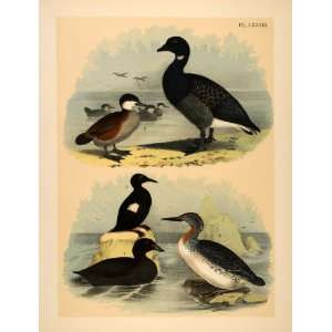  1881 Chromolithograph Bird Brant Goose Ruddy Duck Diver 
