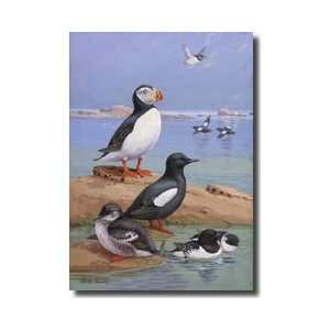  Atlantic Puffin Black Guillemots And Dovekies Giclee Print 