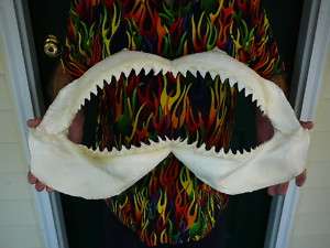 24 1/2 BULL SHARK jaw sharks jaws teeth taxidermy science Nice sj30 