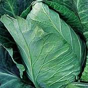 Cabbage Early Jersey Wakefield 100 Seeds