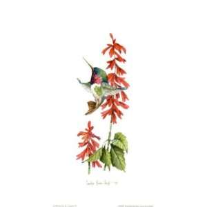  Broad Tailed With Salvia Poster Print