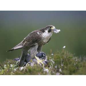  Peregrine Falcon, Plucking Pigeon, Scotland Premium 