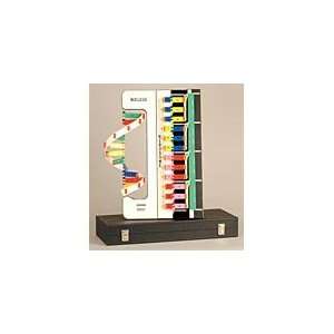  DNA RNA Protein Synthesis Model Kit Toys & Games