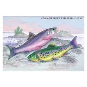  Common Trout and Northern Char   16x24 Giclee Fine Art 