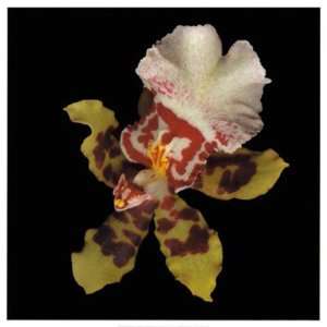 Tiger Orchid by Rosemarie Stanford 20x20 