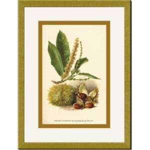   Matted Print 17x23, Sweet Chestnut, Blossom And Fruit
