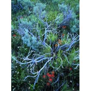 Sagebrush, Paintbrush, and Daisies, Sevier Plateau, Fishlake National 