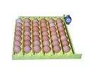 Old Leahy Vintage Chicken Egg Incubator Redwood  