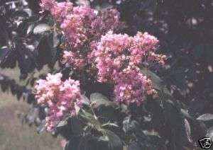 Crape Myrtle Choctaw Bright Pink 24 36Tall Solid Root  