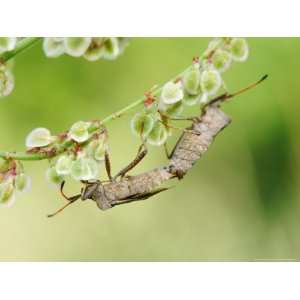  Brown Sheild Bugs, Mating on Common Sorrel Flowers 